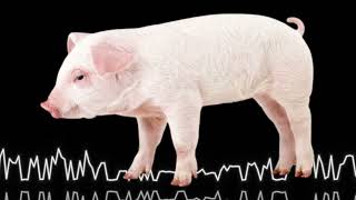 Download lagu SUARA BABI MENJERIT (DOWNLOAD ADA DI DESKRIPSI) mp3 Download lagu SUARA BABI MENJERIT (DOWNLOAD ADA DI DESKRIPSI) mp3