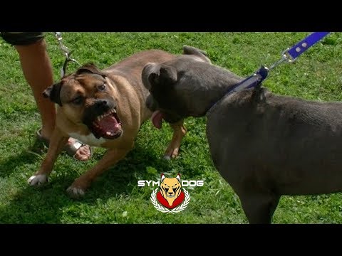 Pitbull Noir Prix Sosanimaux