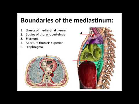The mediastinum