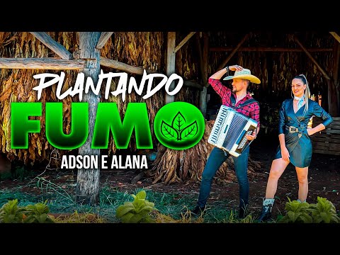PLANTANDO FUMO - ADSON & ALANA ( clipe oficial 2025 ) lançamento agro fumicultura