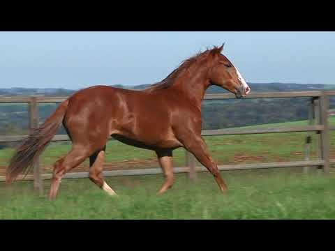 04   IMA FAMOUS BABE OFV