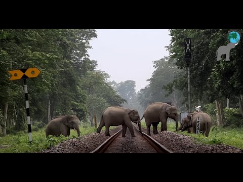 EleSense, Saving Elephants from Deadly Traintracks
