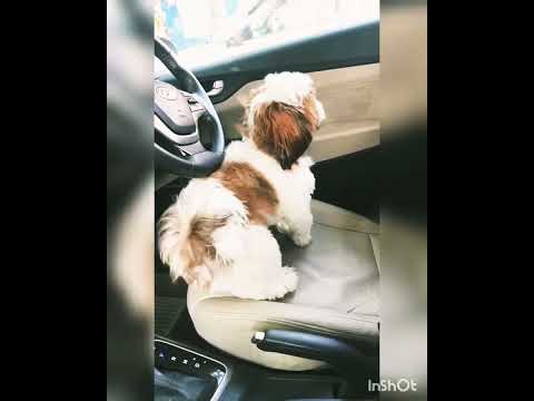 #shorts cute cherry 😘#hashtags #hashtags #shortvideo