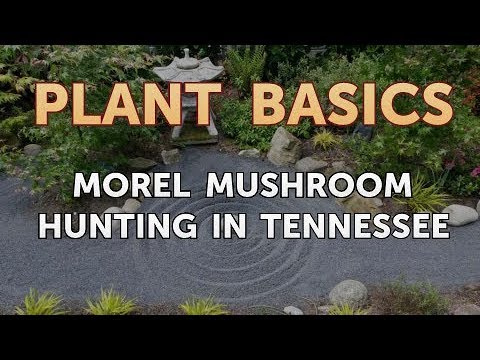 How to Dry an Overwatered Plant