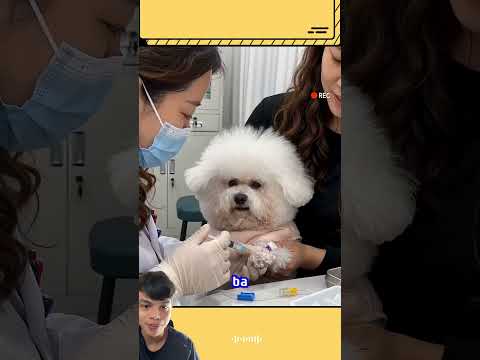 Kk đau quá #comedy #funny #trending #cute #xuhuongyoutube #pets #haihuoc #viral #dogshorts #cutedog