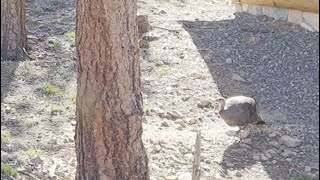 David Wilcock Hangout: After Epic Four-Month Disappearance and Great Concern, Mrs Turkey is Alive!