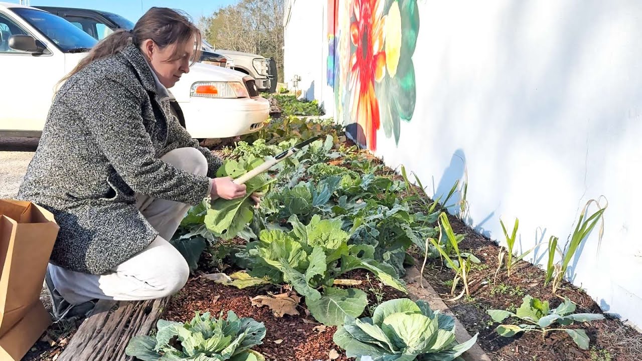 Growing an Urban Garden
