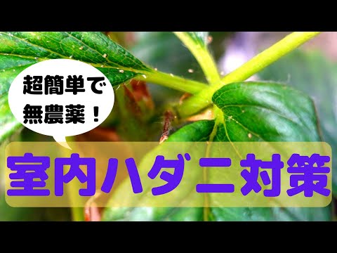 , title : '【野菜の水耕栽培】室内水耕栽培のハダニ対策方法'
