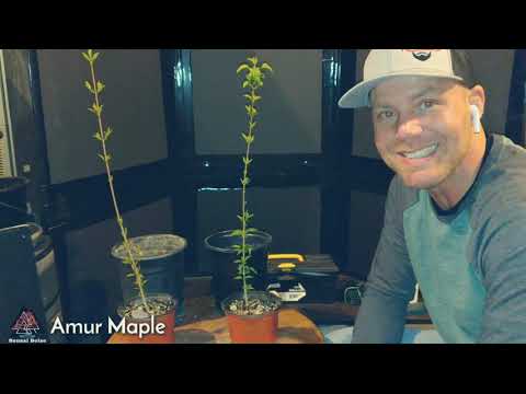 Amur Maples (pre-bonsai)