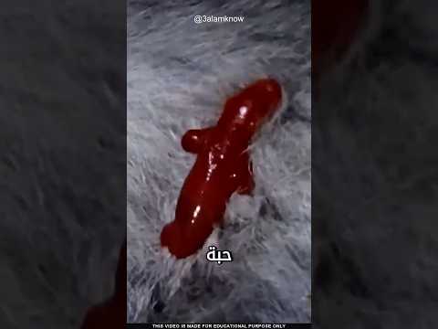 كيف يولد الكنغر