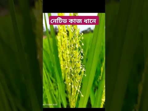 নেটিভ কাজ ধানে । ধানের নেটিভ ব্যবহার । নেটিভ ছত্রাকনাশক। Bayer Nativo .