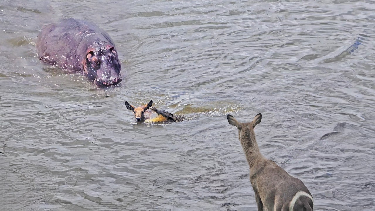 Hippo Comes to Rescue Baby Antelope from Crocodile