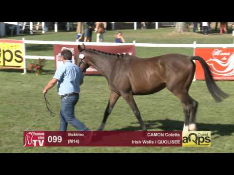 Sow AQPS Le Lion 2016 : Lot 99 - Eskimo