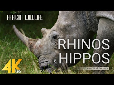 4K African Wildlife - RHINOS & HIPPOS - African Wild Animals 2 HOUR