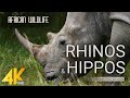 4K African Wildlife - RHINOS & HIPPOS - African Wild Animals 2 HOUR