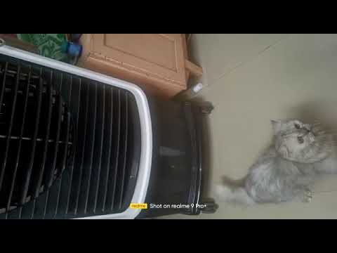 ❤️കാക്കയ്ക്കും തൻ കുഞ്ഞ് പൊൻ ക്കുഞ്ഞ്💞