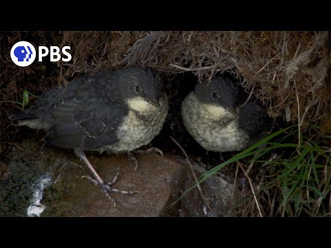 Chicks Escape Raging River