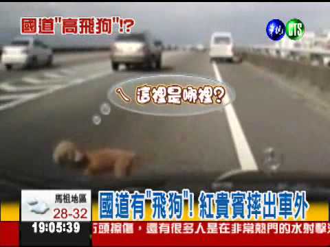 國道有"飛狗"! 飼主下車狂追