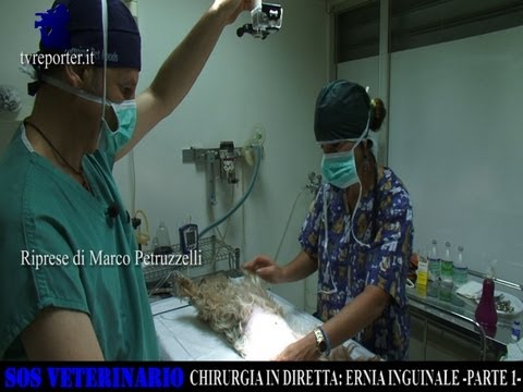 Osteocondrosi della lombare, sacrale delleziologia Giunto duole un medico