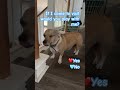 Would You Play With Zoe Puppy Dog Cute