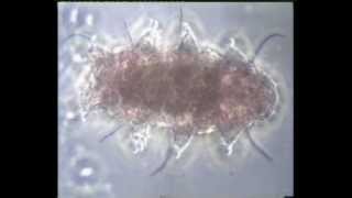 preview picture of video 'A journey to the world of invisible animals - Part 11: Tardigrades'