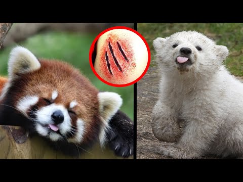 10 Söpöä Mutta Vaarallista Eläintä