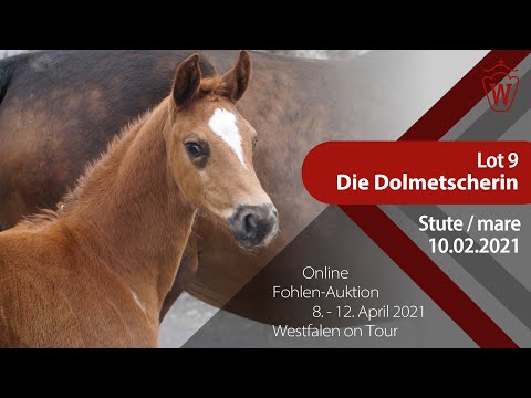 Fohlen-Auktion "Westfalen on Tour" 8.-12. April Lot 9 Die Dolmetscherin Stute v. Don VHP-Contendro