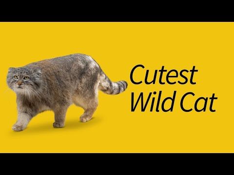 10 Cutest Wild Cats—SUPER Cute, Rare, and Exotic!