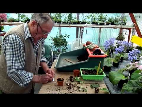 Potting up Streptocarpus cuttings