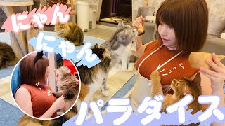 猫カフェに行って癒やされてきたにゃー