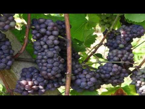 Lijepe naše gorice - Veseli Erpenjčani