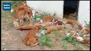 Başıboş Köpekler 15 Süt Buzağısını Telef Etti!