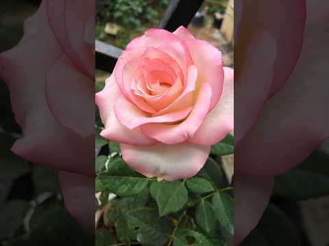My garden lovely ice cream rose#shorts