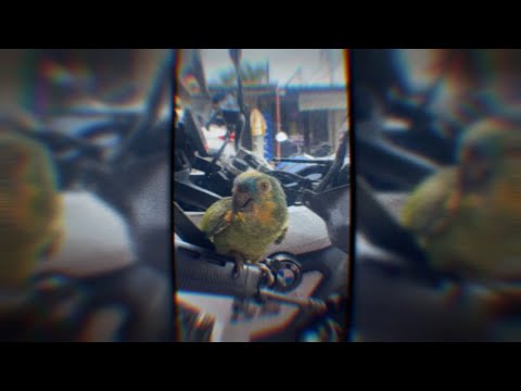 MC CHARUTO - TROPA DO FAZENDEIRO, CEARÁ É FORTALEZA, PROIBIDÃO (2023) CV