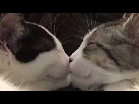 Playful kittens Romeo and Juliet