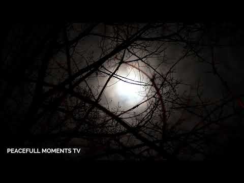 Forest Full Moon Night Sounds Wolf Owl Crickets Nature Ambience Sleep ASMR Meditation Healing