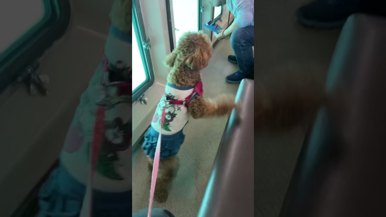 遊覧船に乗船して大興奮だよ