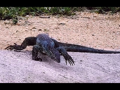 Wildlife Predatory monitor lizard stole bird's egg risking being crushed by elephants Djuma Africa