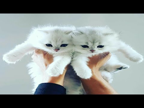 wow . Top baby cats