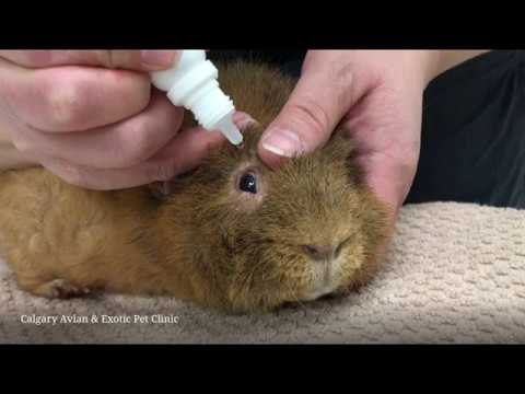 Calgary Avian & Exotic Pet Clinic: How to give eye drops to a guinea pig