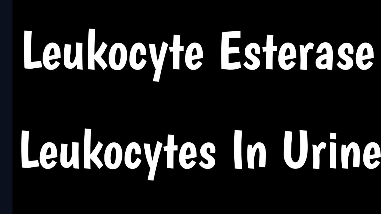 What does it mean when you test positive for leukocytes and negative