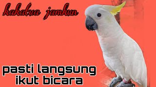 Download lagu MASTERAN AGAR KAKATUA CEPAT BISA BICARA mp3