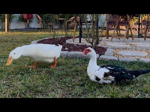 Duck Morning Chaos 😂 | The Drama of Duck Love!