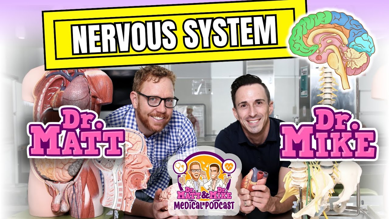 Nervous System | Overview