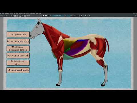 Pferdeanatomie für Künstler: Der Torso