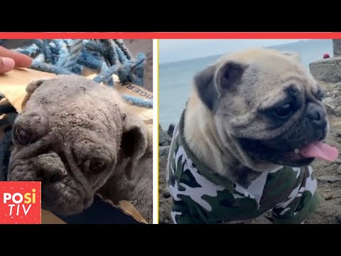 Zarter Mops wurde von seinen Besitzern ausgesetzt, nachdem er seine Haut verlor