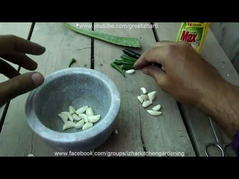 What Cuba can teach America about organic farming