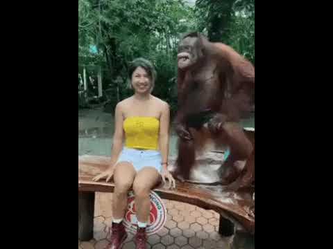 Only at this moment you will hope you can be orangutan~