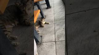 Download lagu KUCING LUCU LAGI SANTAI KAWAN😁 #cat #funnycats #kucinglucubandung #kucinglucu #kucingbelang #cats mp3