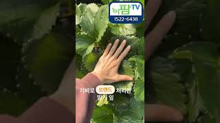 제품 하나 사용했을 뿐인데… 딸기가 달라졌어요 이파리 봐라봐라 #shorts